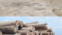 Tumpukan Kayu Gelondongan di PT Tanjung Timberindo Industry Disorot Publik