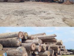 Tumpukan Kayu Gelondongan di PT Tanjung Timberindo Industry Disorot Publik