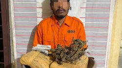 Polsek Bahorok Gagalkan Peredaran 2 Kilogram Ganja di Bukit Lawang, Satu Warga Bahorok Diamankan