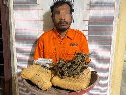 Polsek Bahorok Gagalkan Peredaran 2 Kilogram Ganja di Bukit Lawang, Satu Warga Bahorok Diamankan