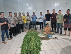 Temukan Tanaman Ganja, Polsek Tanjung Morawa Polresta Deli Serdang Amankan Pelaku