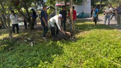 Hari Raya Idul Adha 1447 H, Polres Binjai Sembelih 7 Ekor Sapi dan 3 Ekor Kambing