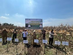 Wakapolres Langkat Hadiri Panen Raya Jagung Bersama Gapoktan Maju Bersama di Sei Bingai