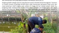 Kembali Panen di Lahan Ketapang RUTAN Kelas IIB Tanjung Pura, Staf dan Peserta Magang Ikut Serta Membantu 
