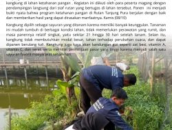 Kembali Panen di Lahan Ketapang RUTAN Kelas IIB Tanjung Pura, Staf dan Peserta Magang Ikut Serta Membantu 